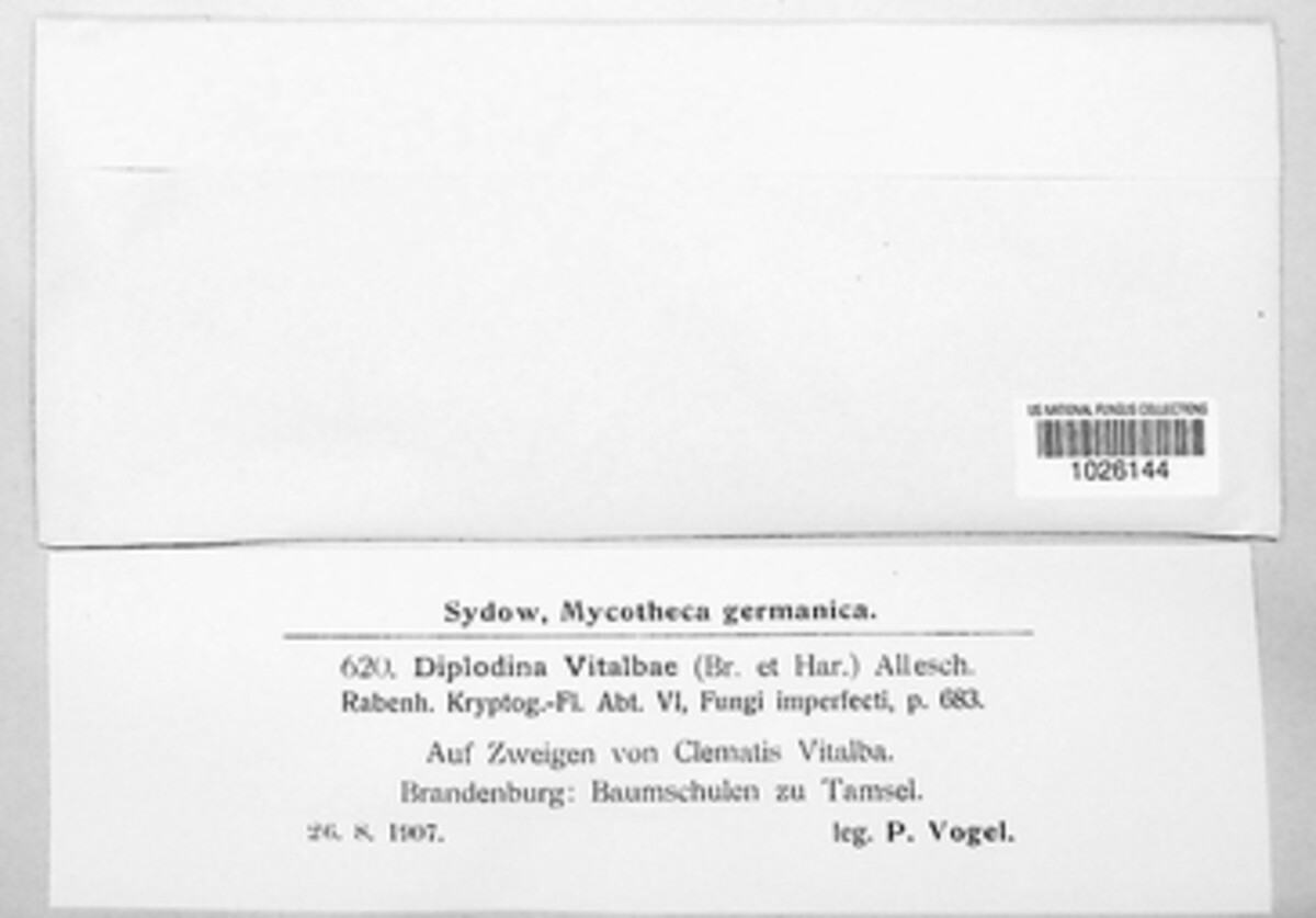 Longididymella vitalbae image